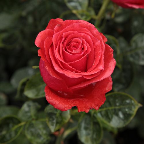 Rosa  Señora de Bornas™ - czerwony  - Róże pienne - z kwiatami hybrydowo herbacianymi - korona równomiernie ukształtowana